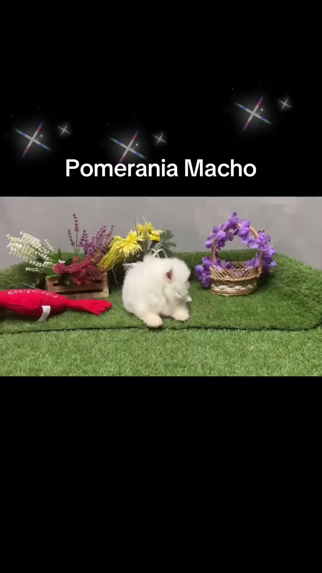 Pomerania perros en venta: Pomerania excelentes cachorros - Video 1