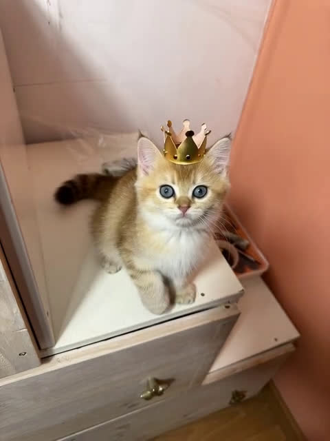 Británico de Pelo Corto gatos en venta: British golden en venta, macho y hembra - Video 1