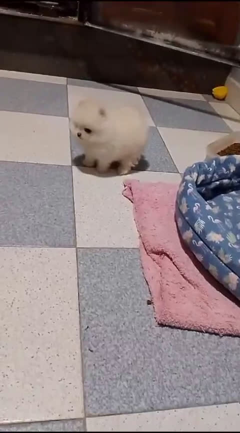 Pomerania perros en venta: POMERANEAS TOYS en Madrid - Video 1