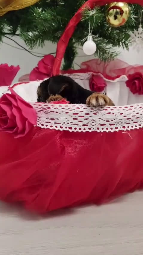 Yorkshire Terrier perros en venta: Ultimo yorkshire disponible  - Video 1