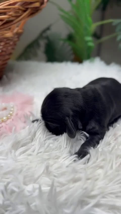 Cocker Spaniel Inglés perros en venta: COCKER HEMBRA - Video 1