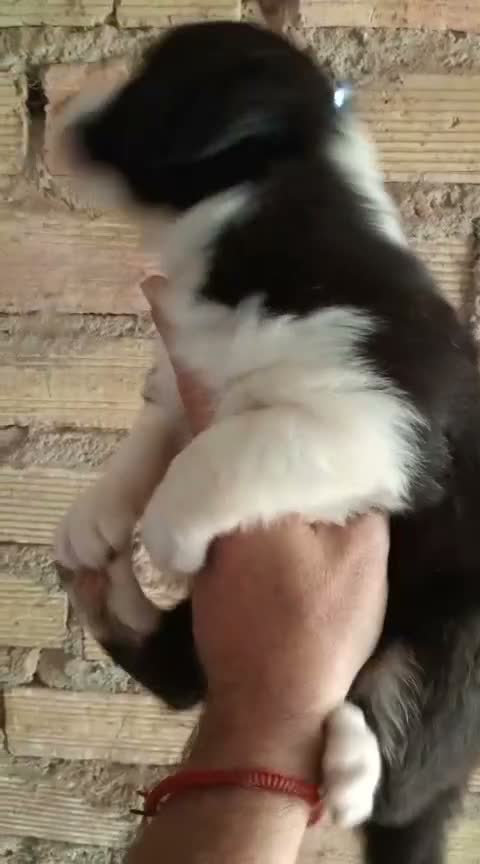 Border Collie perros en venta: Bordes collie  - Video 3