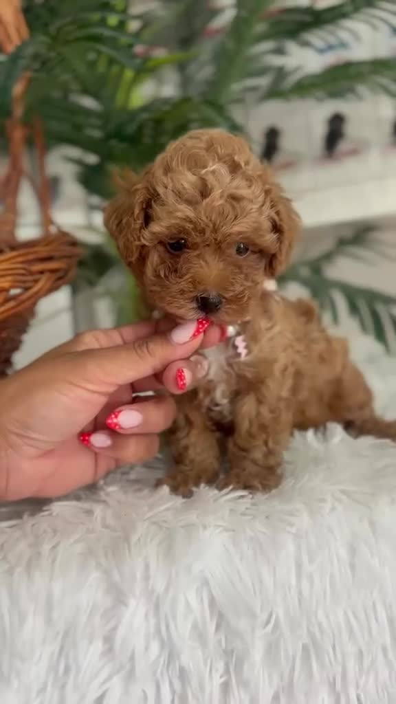 Maltipoo perros en venta: MALTIPOO 🎀 - Video 1