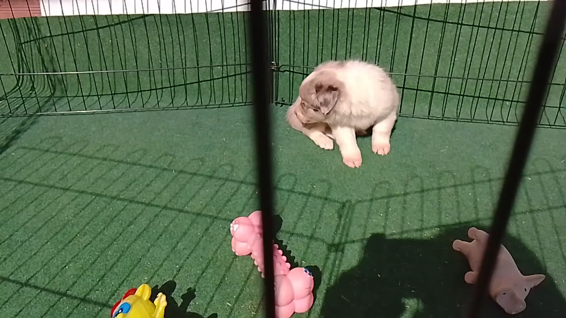 Border Collie perros en venta: Cacharros de border collie  - Video 1