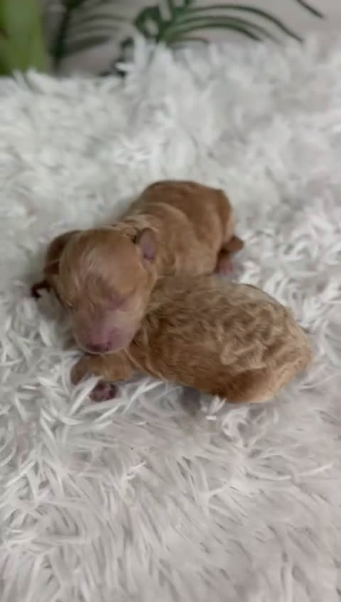 Caniche Toy perros en venta: CANICHE TOY - Video 1