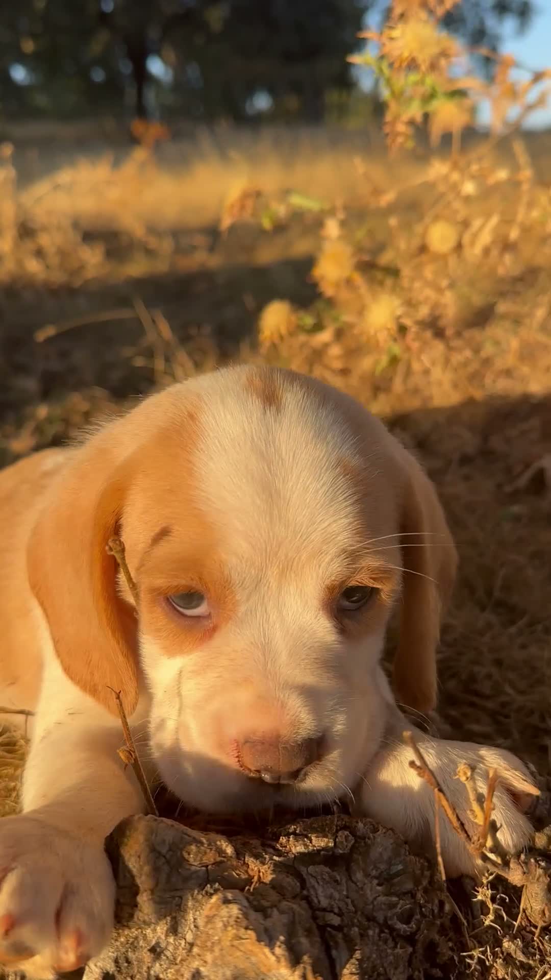 Beagle perros en venta: Beagle Bicolor - Video 1