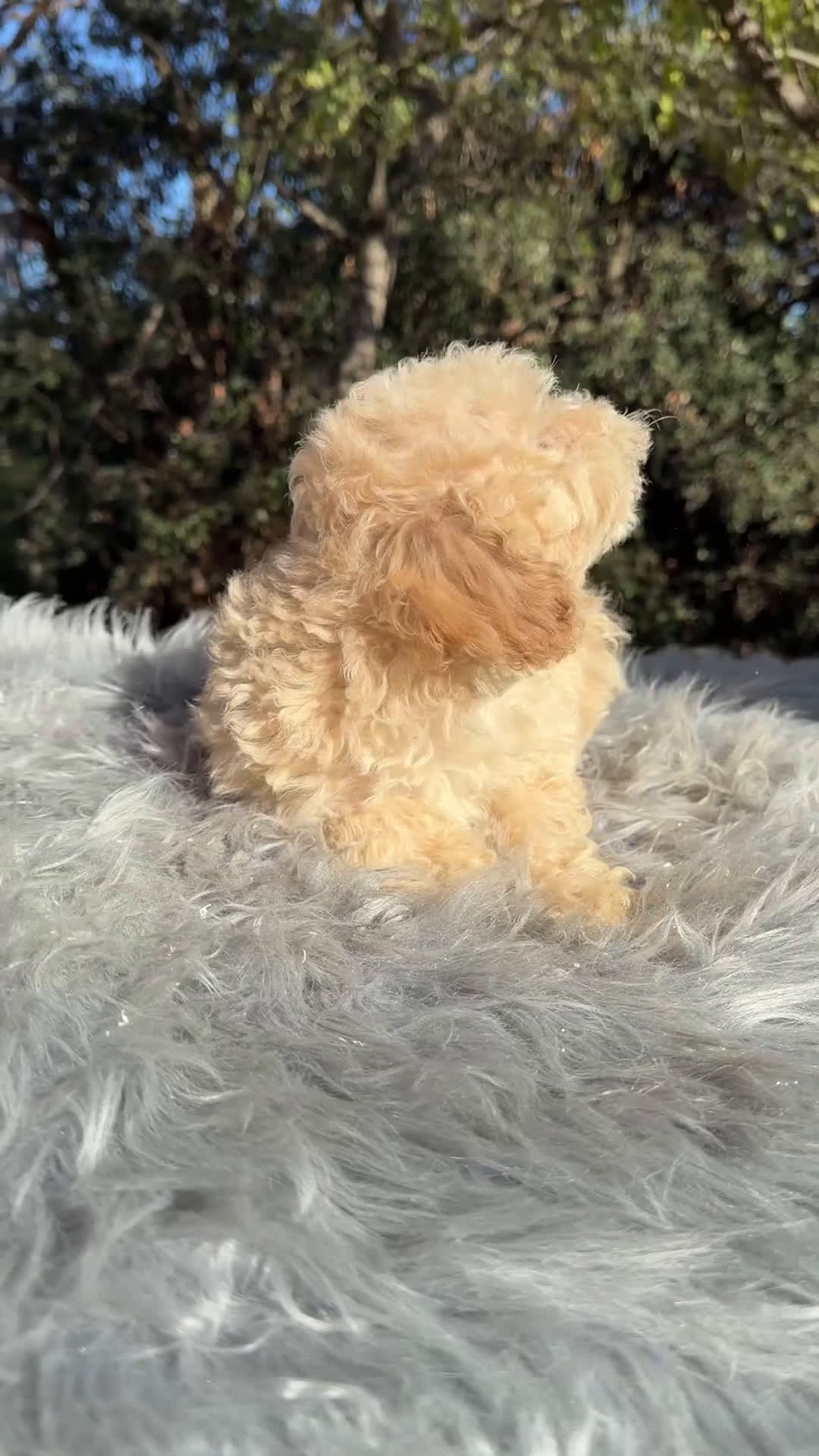 Caniche Toy perros en venta: Caniche Apricot Toy  - Video 1