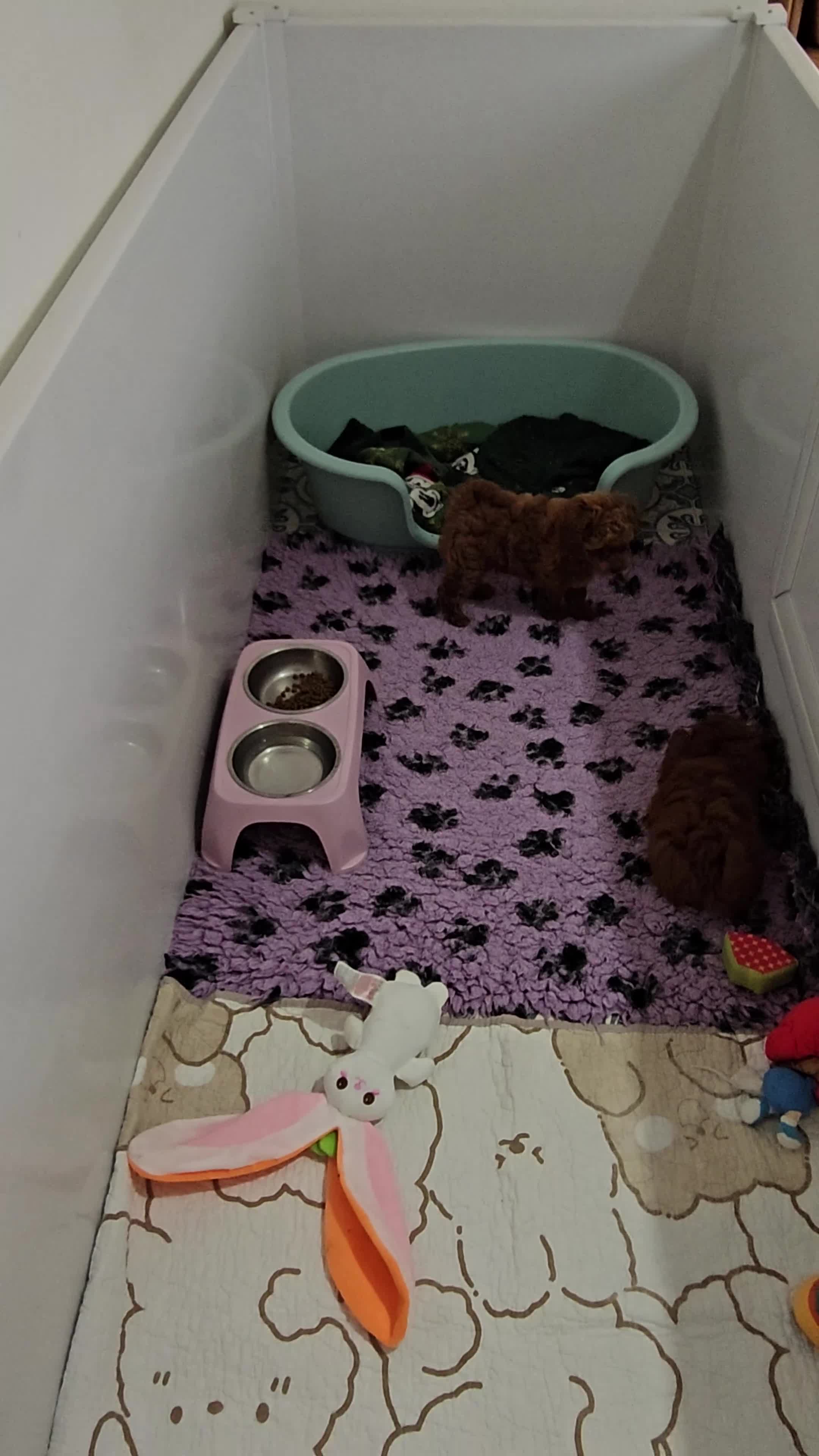 Caniche Toy perros en venta: Caniche toy rojo. - Video 2