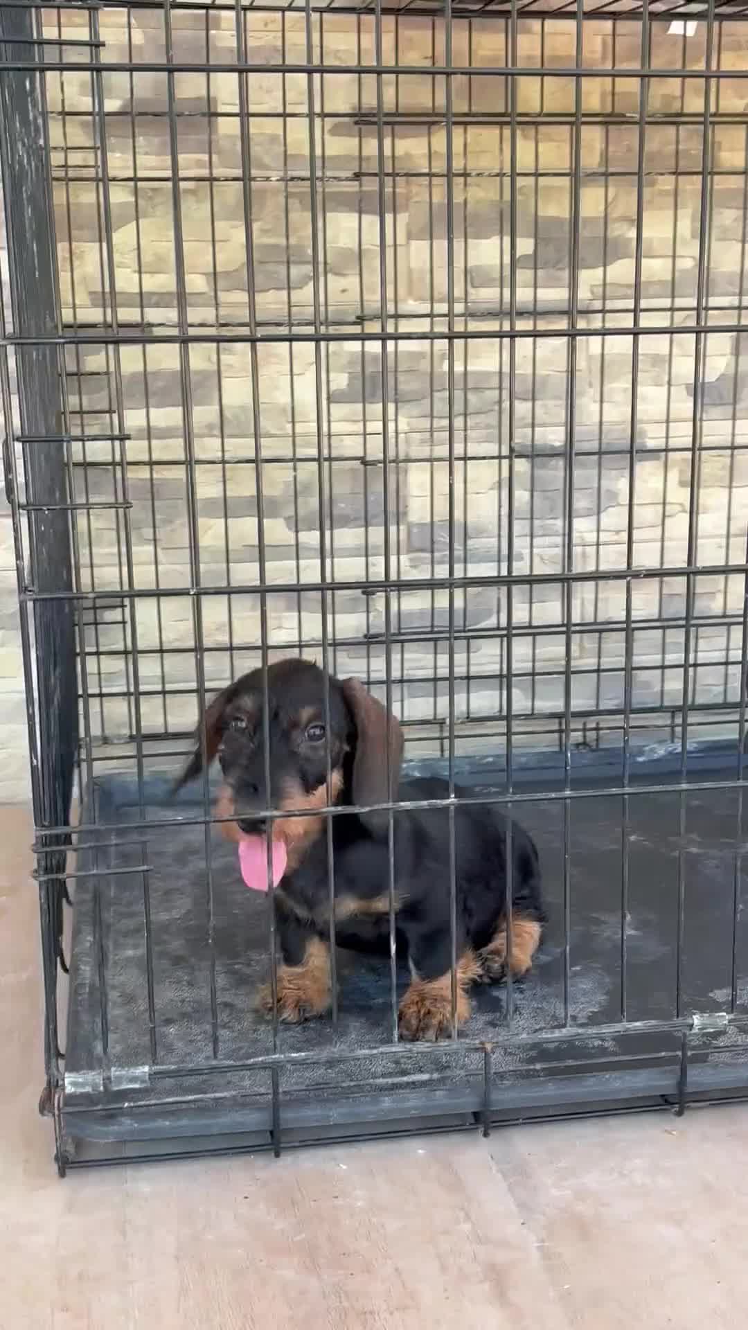 Teckel Miniatura perros en venta: Cachorros teckel gran calidad  - Video 1