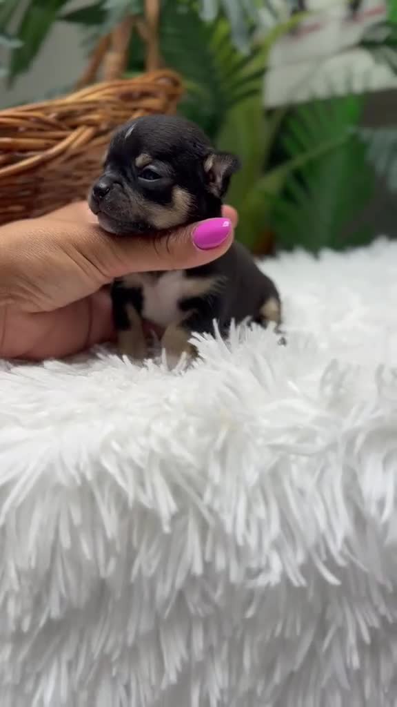 Chihuahua perros en venta: CHIHUAHUA - Video 1