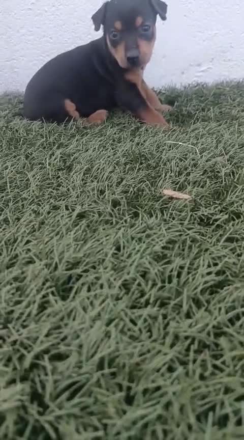 Pinscher Miniatura perros en venta: Cachorros de mini pincher - Video 2