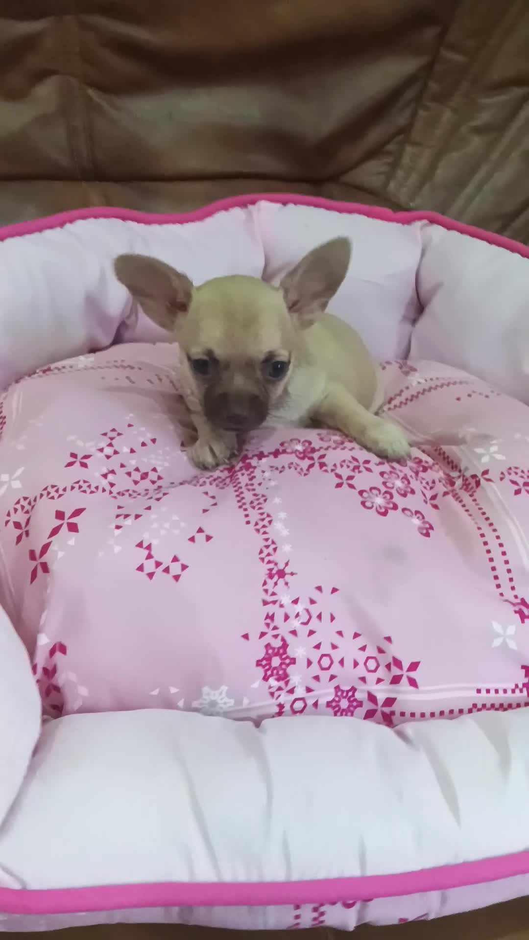 Chihuahua perros en venta: Chihuahua toy machito - Video 1