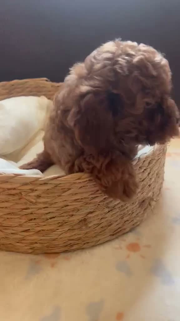 Caniche Toy perros en venta: Caniche toy - Video 1