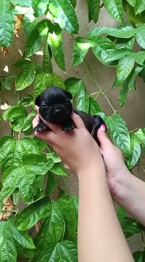 Bulldog Francés perros en venta: Bulldog frances - Video 5