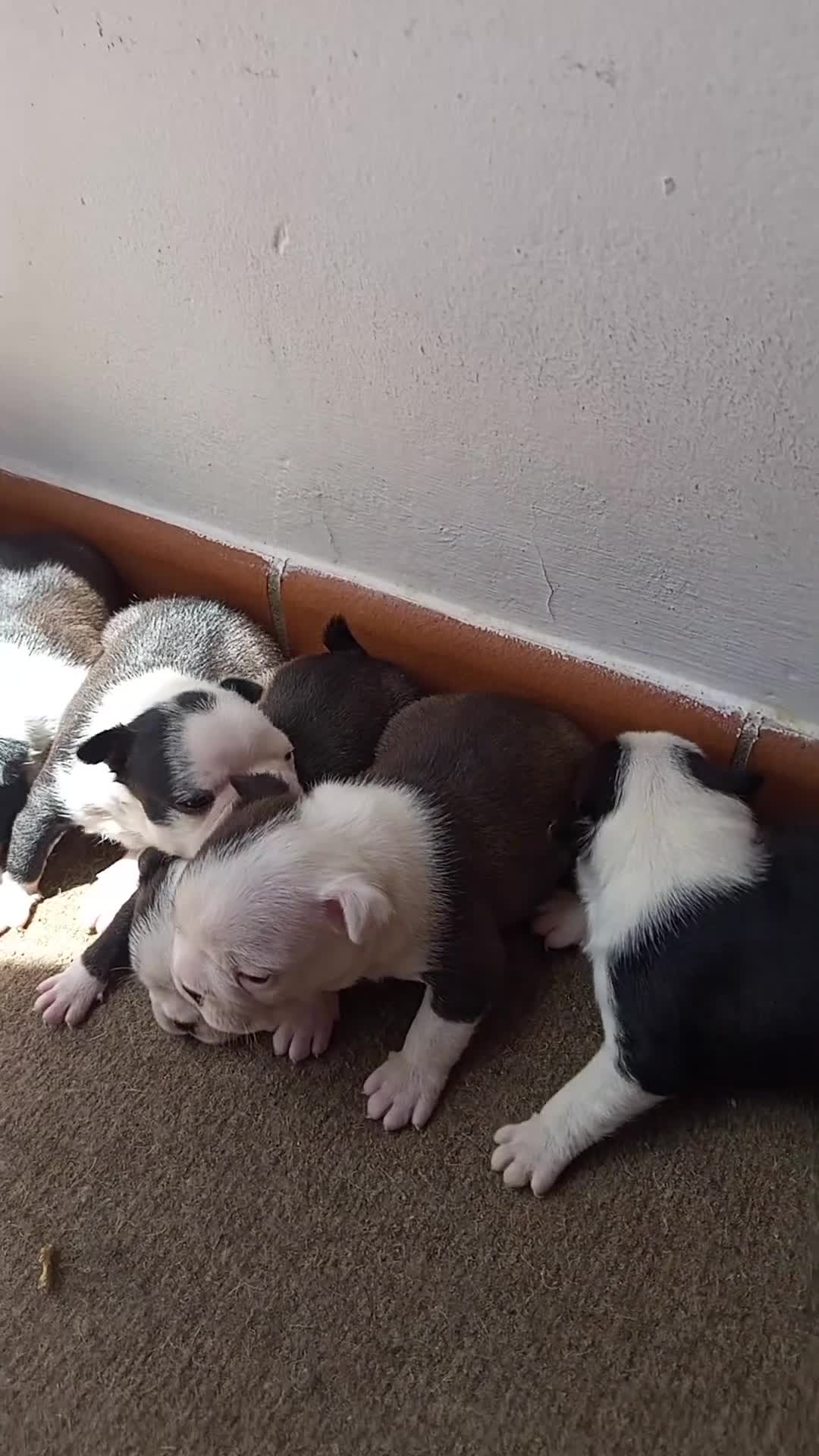 Boston Terrier perros en venta: Boston Terrier  - Video 1
