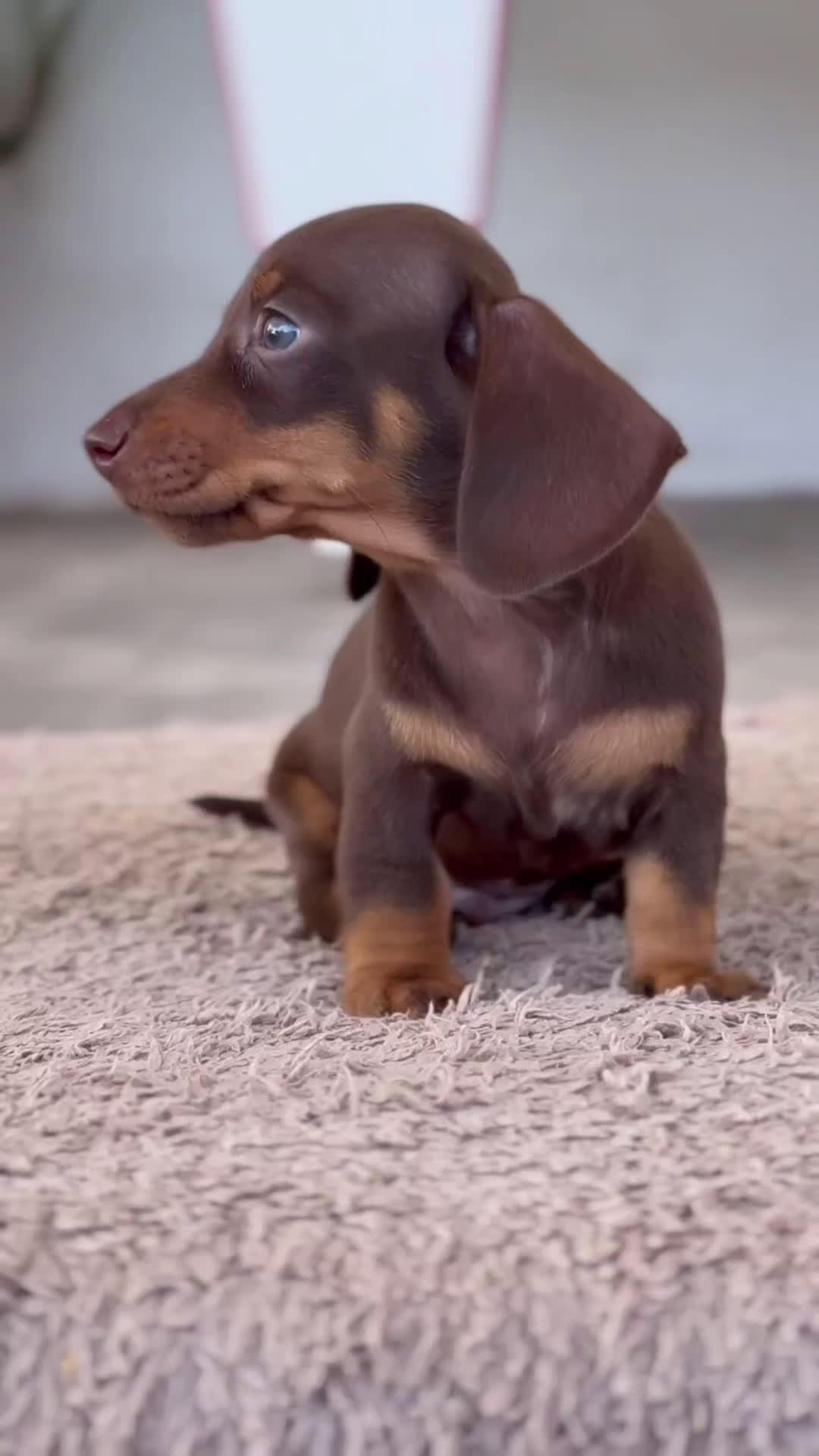 Teckel Miniatura perros en venta: ✨🐾 Frisco y Pau 🐾✨ - Video 1