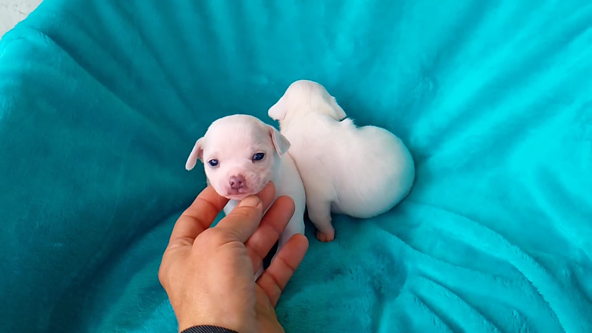 Chihuahua perros en venta: Chihuahua Mini White Exclusivos  - Video 3