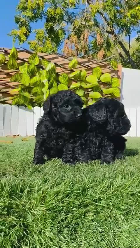 Caniche Toy perros en venta: CANICHE TOY - Video 1