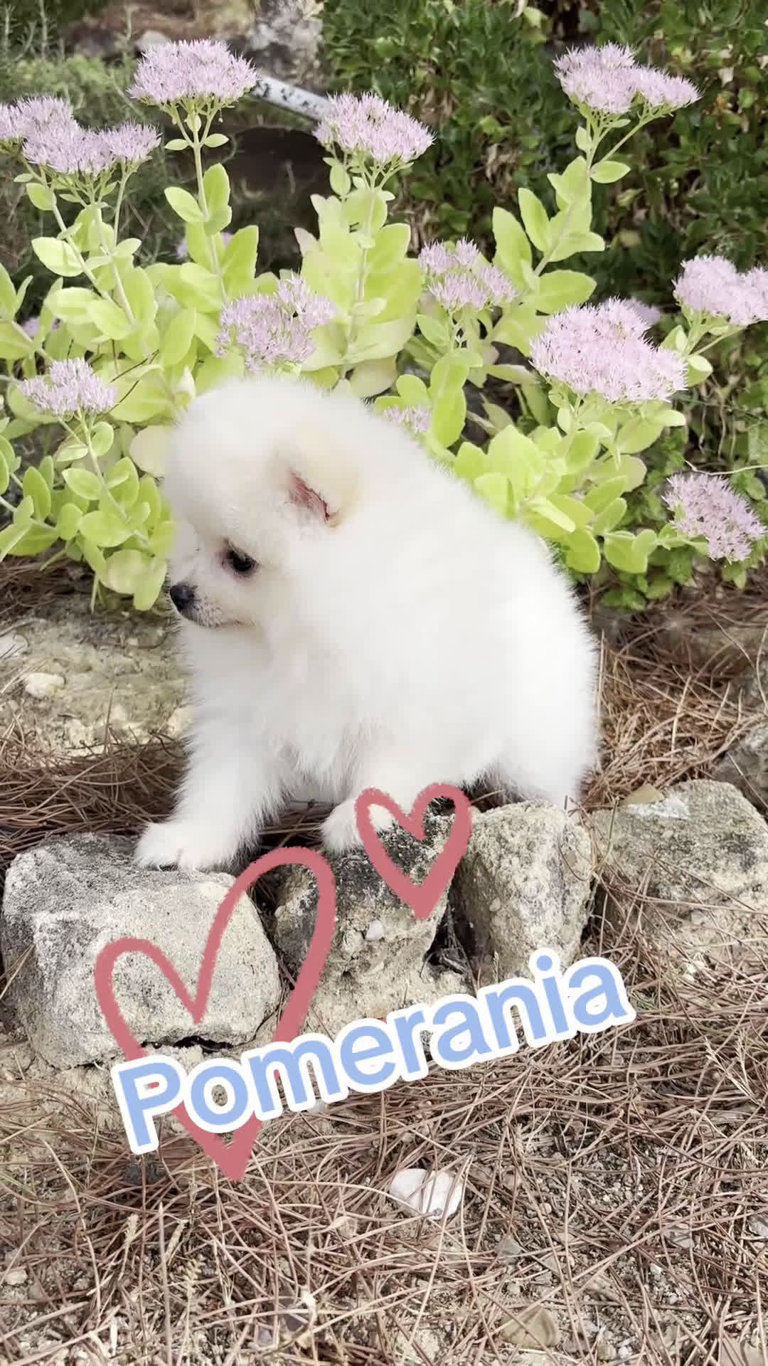 Pomerania perros en venta: Pomerania macho  - Video 1