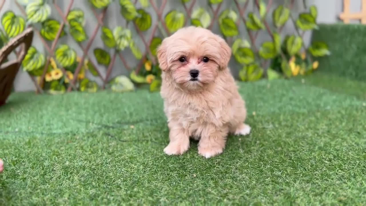 Maltipoo perros en venta: Comprar Maltipoo  - Video 3