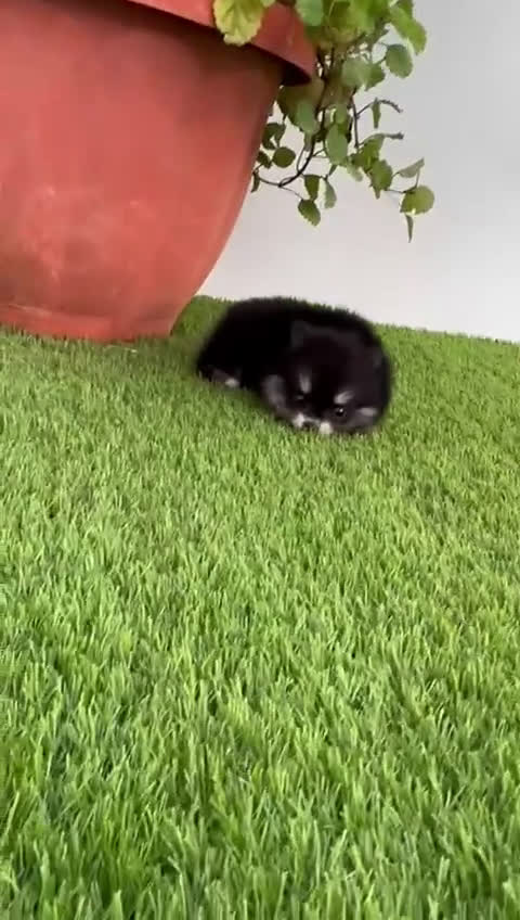 Pomerania perros en venta: POMERANIA HEMBRA DISPONIBLE - Video 3