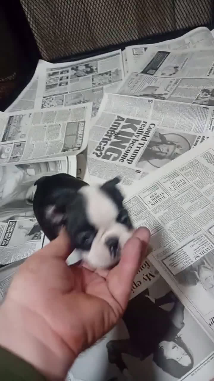 Boston Terrier perros en venta: ‼️‼️BOSTON TERRIER  - Video 1