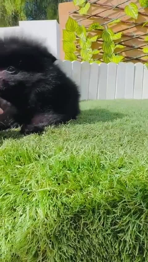 Pomerania perros en venta: POMERANIA HEMBRA - Video 1