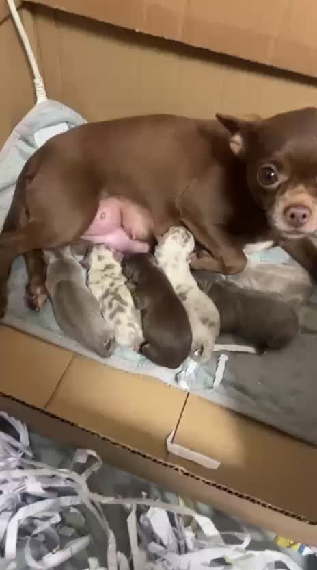 Chihuahua perros en venta: CHIHUAHUA-COLORES EXÓTICOS DISPONIBLES  - Video 1