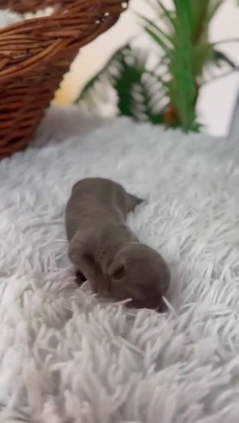 Chihuahua perros en venta: CHIHUAHUA HEMBRA LILAC - Video 1