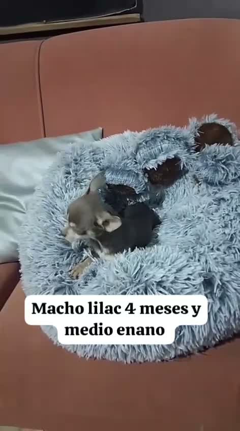Chihuahua perros en venta: chihuahua merle lilac  4meses muy pequeños  - Video 1