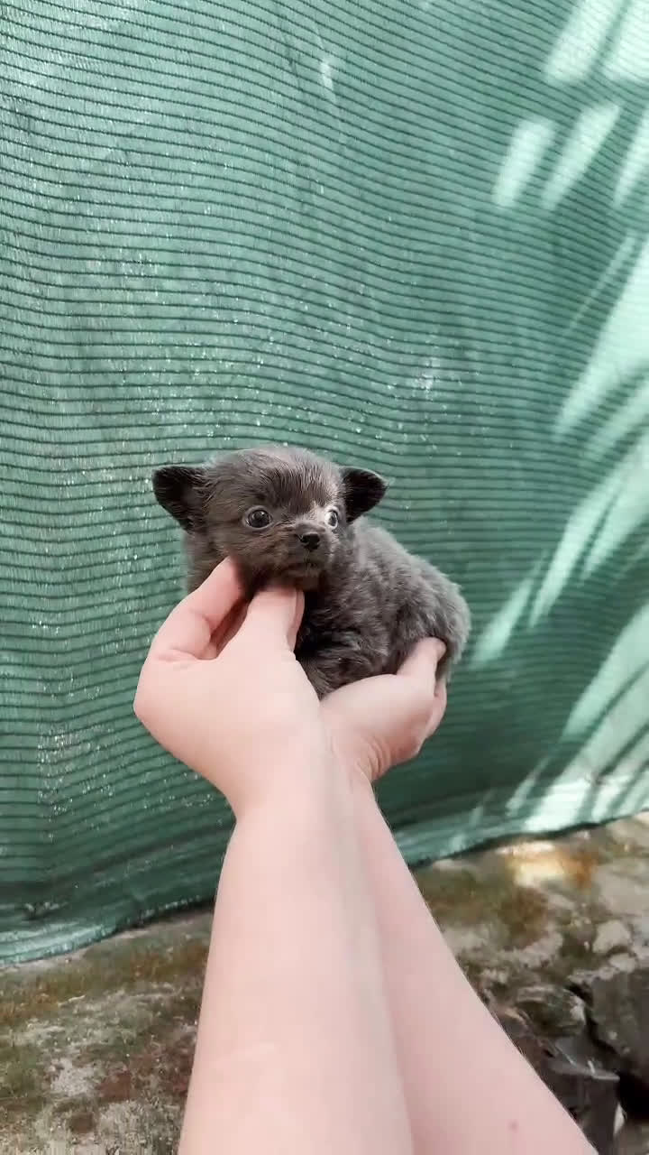 Chihuahua perros en venta: Hembra pelo largo  - Video 1