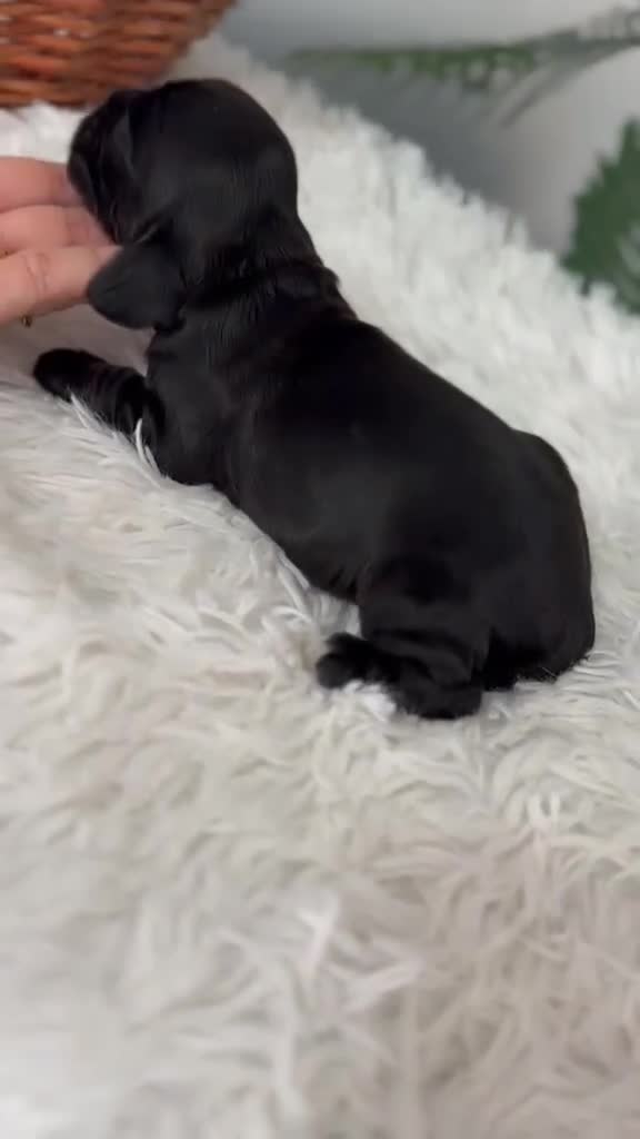 Cocker Spaniel Inglés perros en venta: COCKER SPANIEL INGLES - Video 1