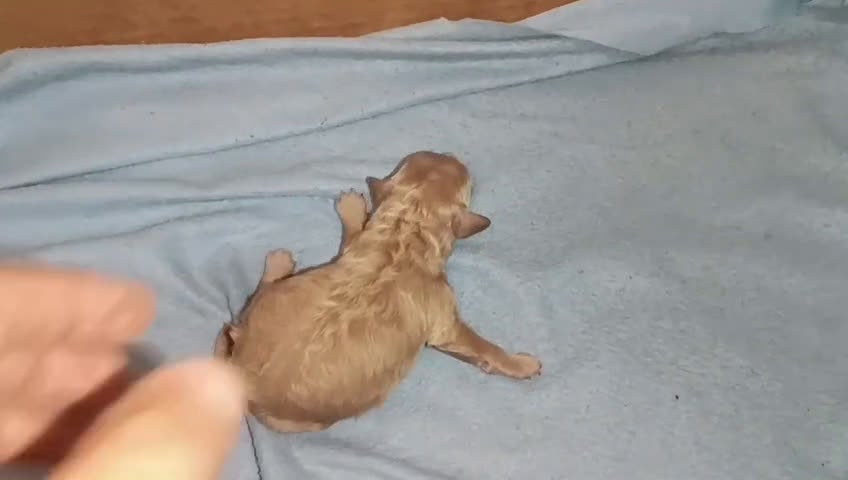 Caniche Toy perros en venta: CANICHE TOY MACHITO  - Video 1