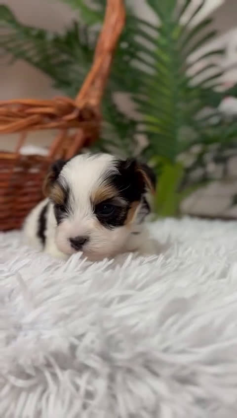 Yorkshire Terrier perros en venta: YORKSHIRE BIEWER MACHO - Video 2