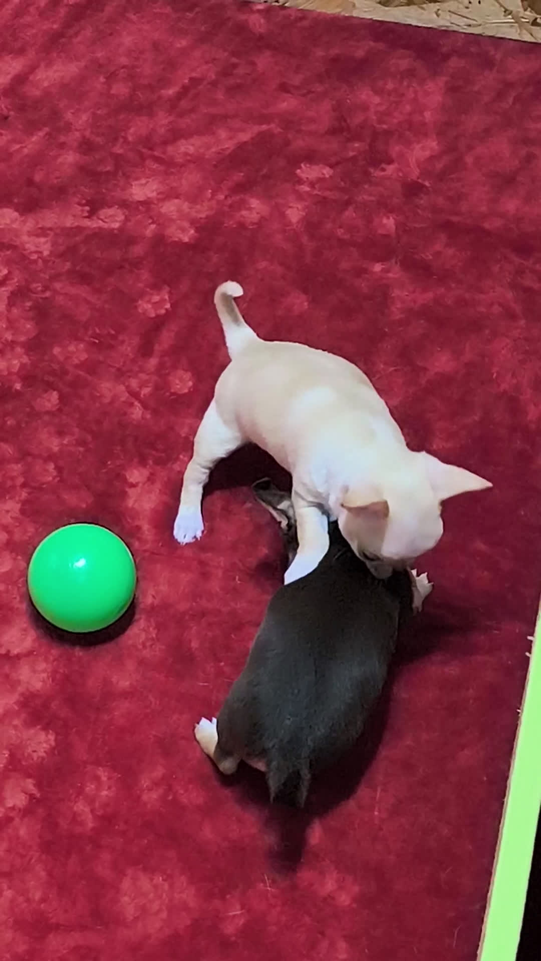 Chihuahua perros en venta: Precioso cachorro chihuahua  - Video 2