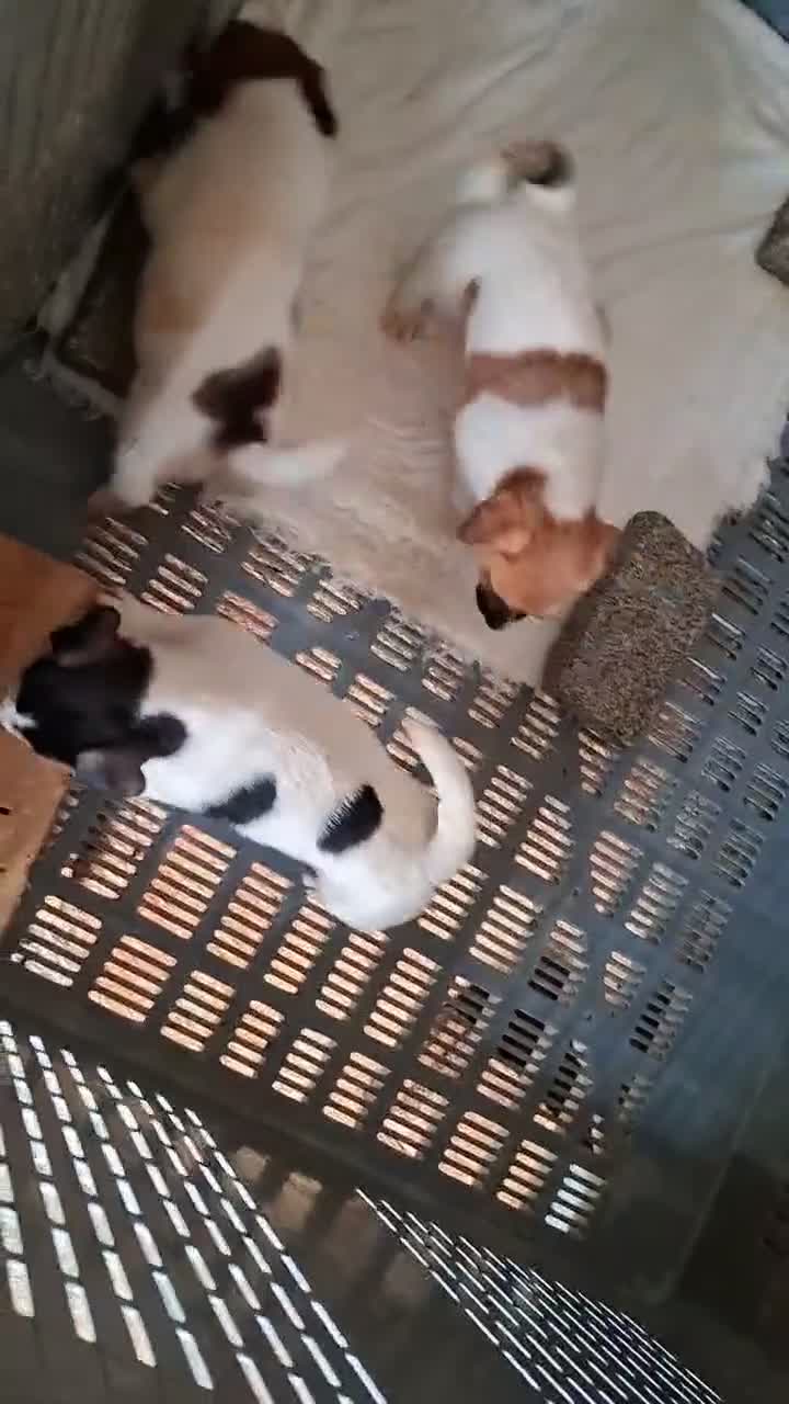 Jack Russell Terrier perros en venta: Jack Russell Terrier - Video 1