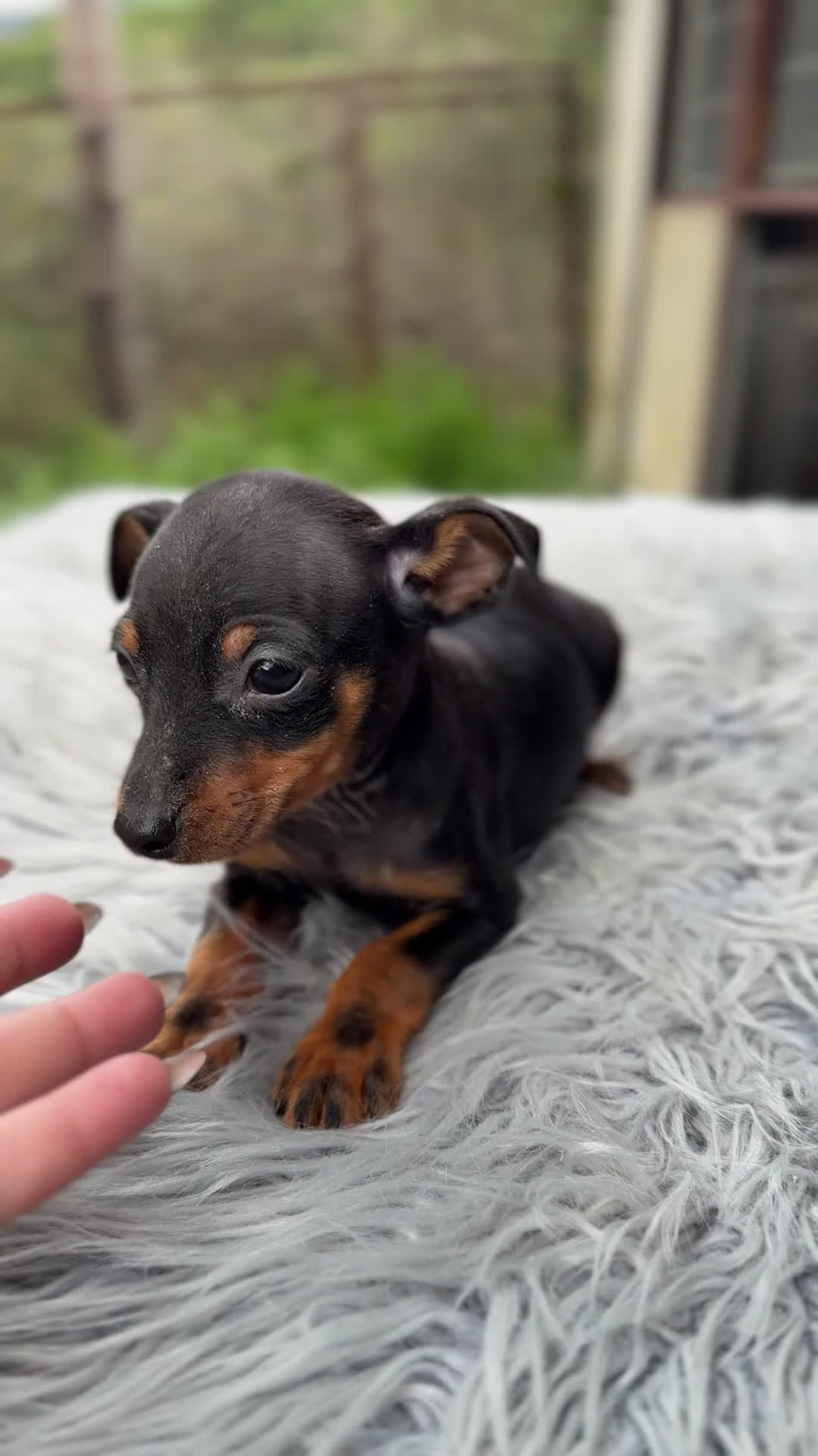 Pinscher Miniatura perros en venta: Minipicher miniatura  - Video 1