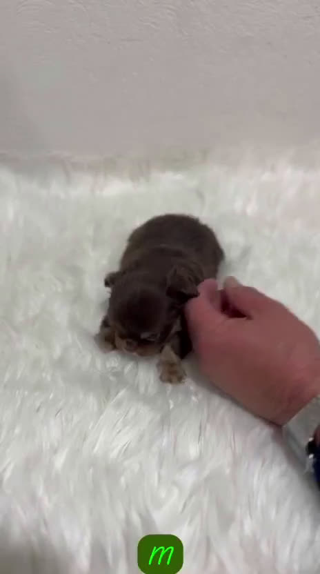 Chihuahua perros en venta: CHIHUAHUA TOY PELO LARGO - Video 1