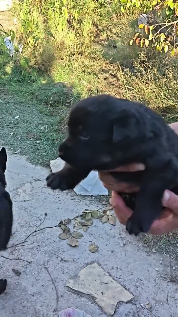 Pastor Alemán perros en venta: Hembra de color negro solido - Video 1