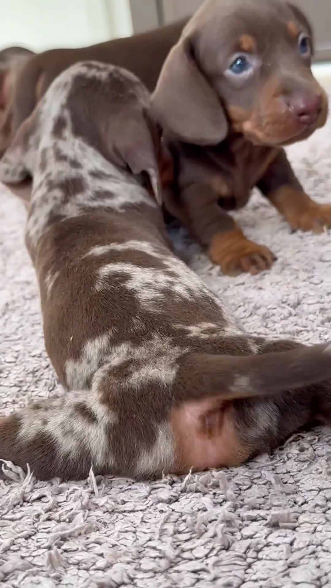 Teckel perros en venta: 🐾PEQUEÑOS TECKEL MINIATURA ARLEQUÍN Y CHOCO 🐾 - Video 1
