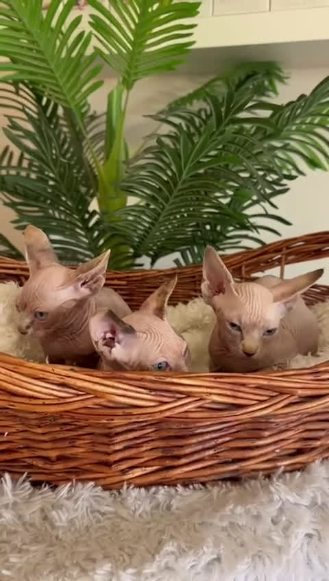 Sphynx gatos en venta: Gatitas sphynx  - Video 1