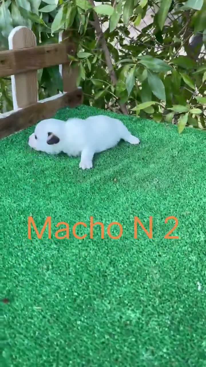 Jack Russell Terrier perros en venta: Jack Russell preciosos cachorros disponibles  - Video 4