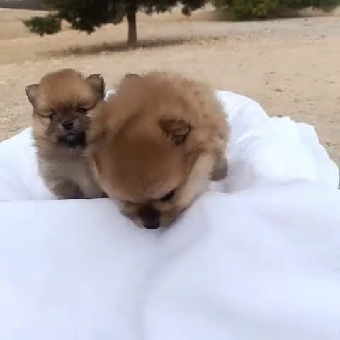 Pomerania perros en venta: CACHORRITOS POMERANIAS - Video 1