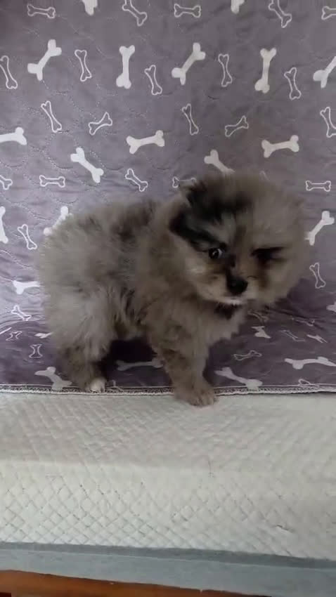 Pomerania perros en venta: Pomerania toy exótico  - Video 2