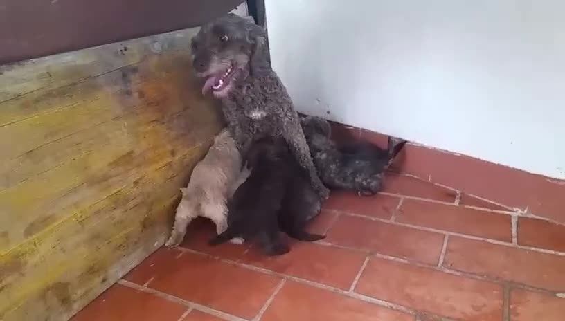 Perro de Agua Español perros en venta: Perro de agua  - Video 1