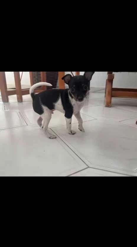 Ratón de Praga perros en venta: Último cachorros de ratón de Praga  - Video 1