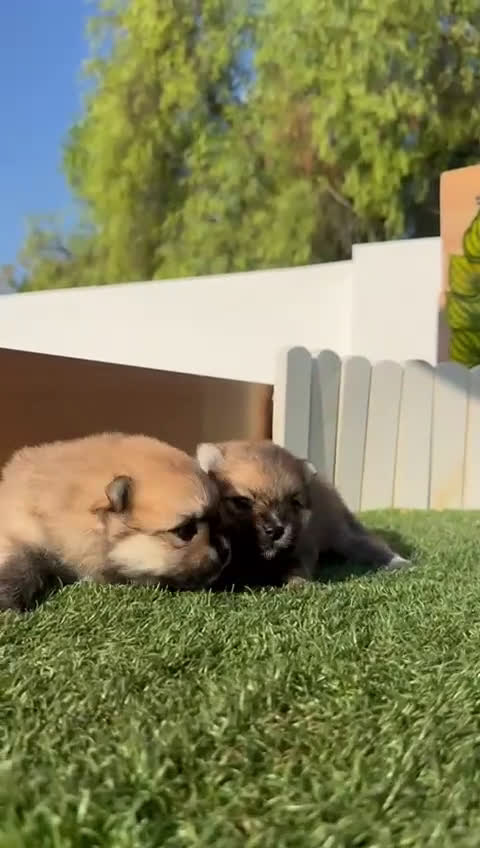Pomerania perros en venta: POMERANIA MACHOS - Video 1