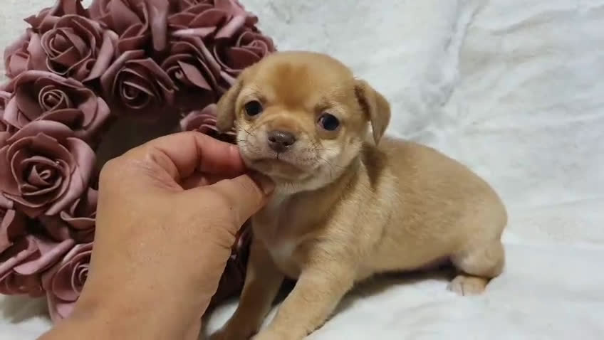Chihuahua perros en venta: Perro Chihuahua  - Video 2