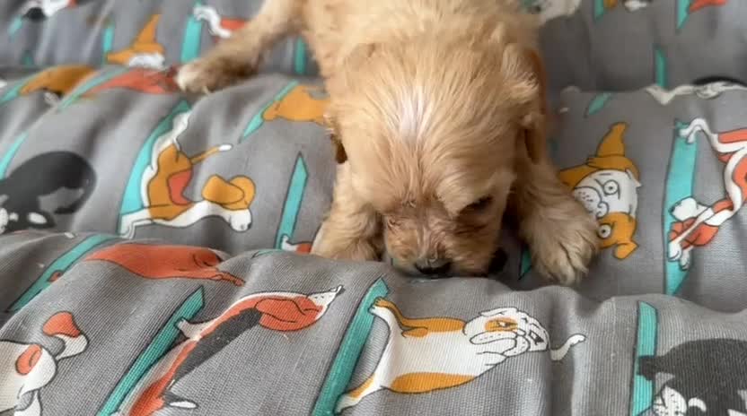 Cavapoo perros en venta: Camada de cavapoo nacionales. - Video 4