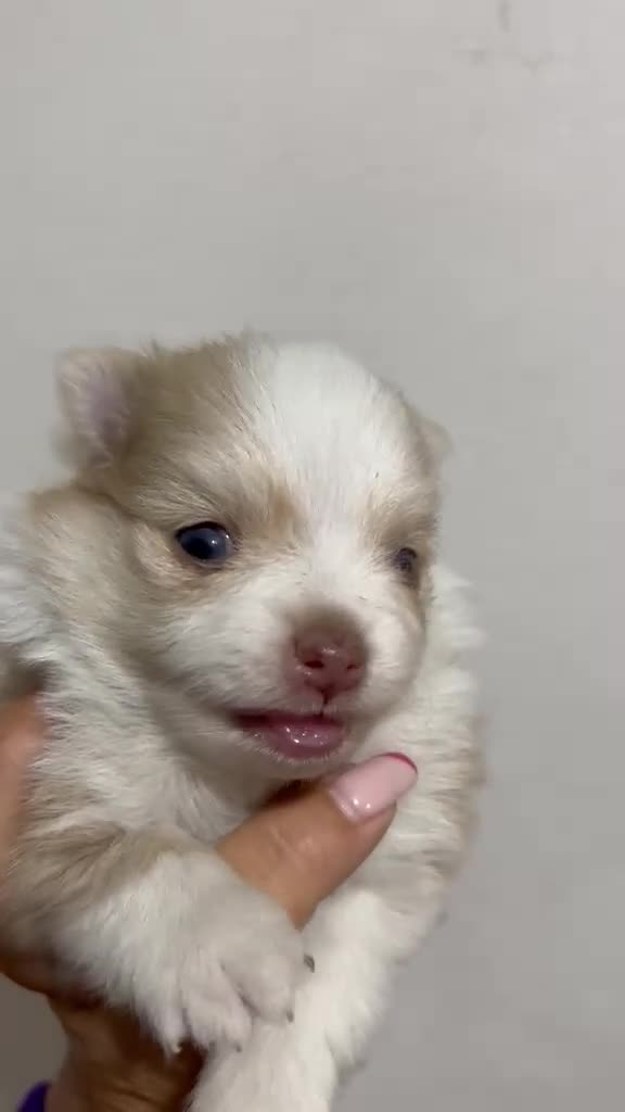 Pomerania perros en venta: POMERANIA BICOLOR MINI TOY - Video 1